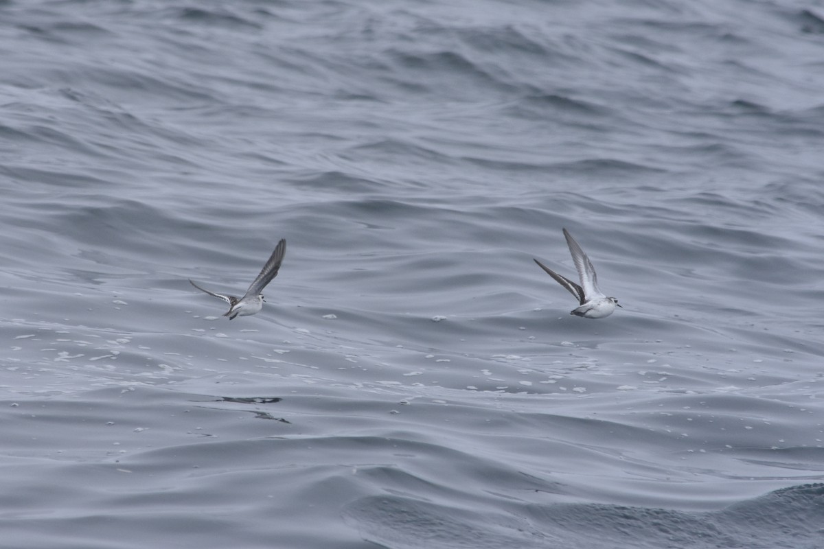 Red-necked Phalarope - ML646165127