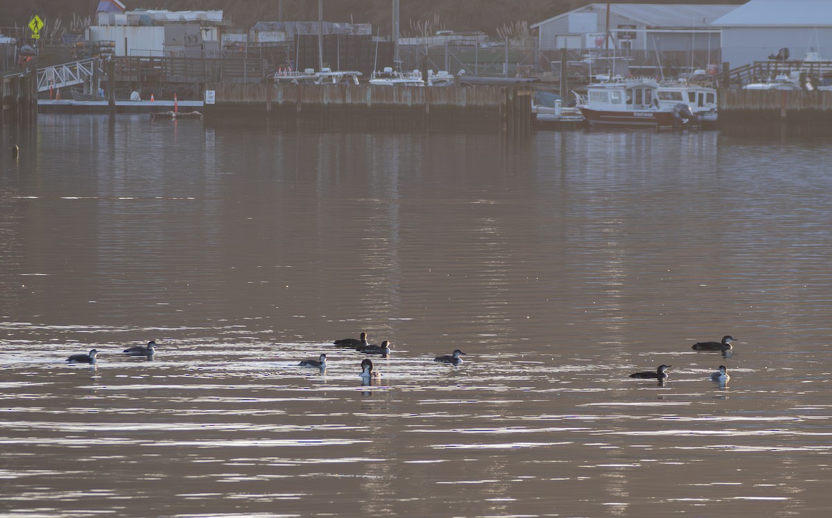 Common Loon - ML646165132