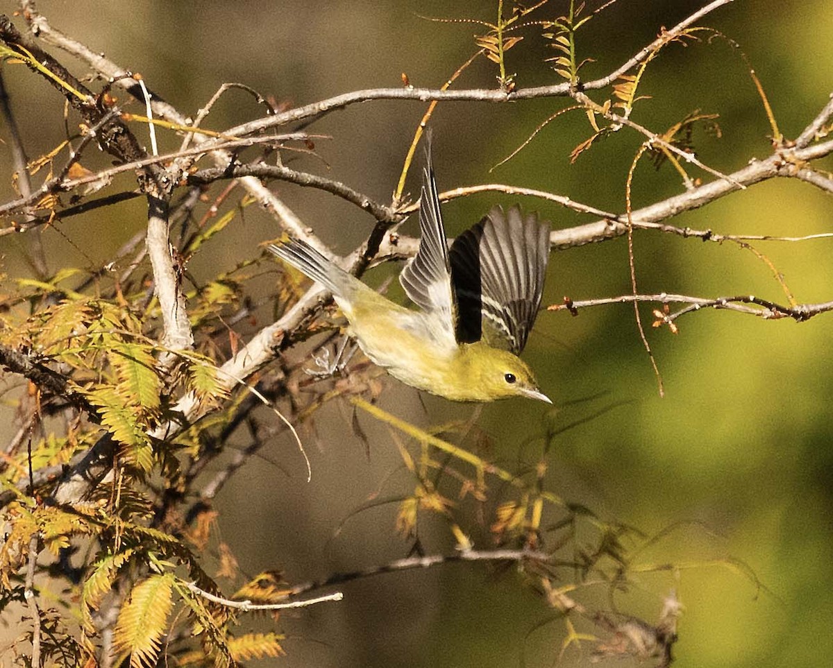 Bay-breasted Warbler - ML646165133