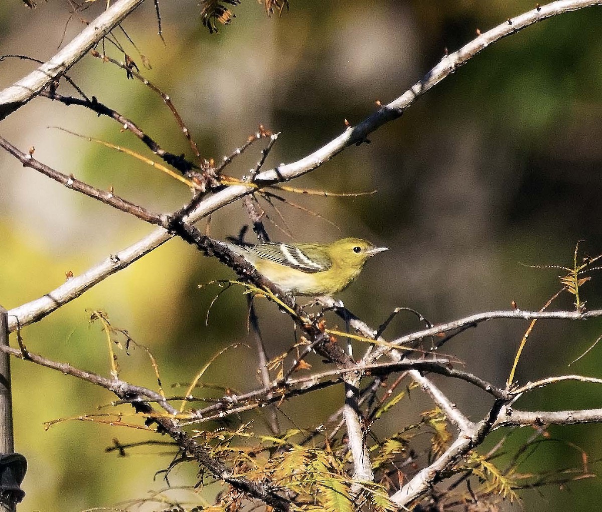 Bay-breasted Warbler - ML646165134