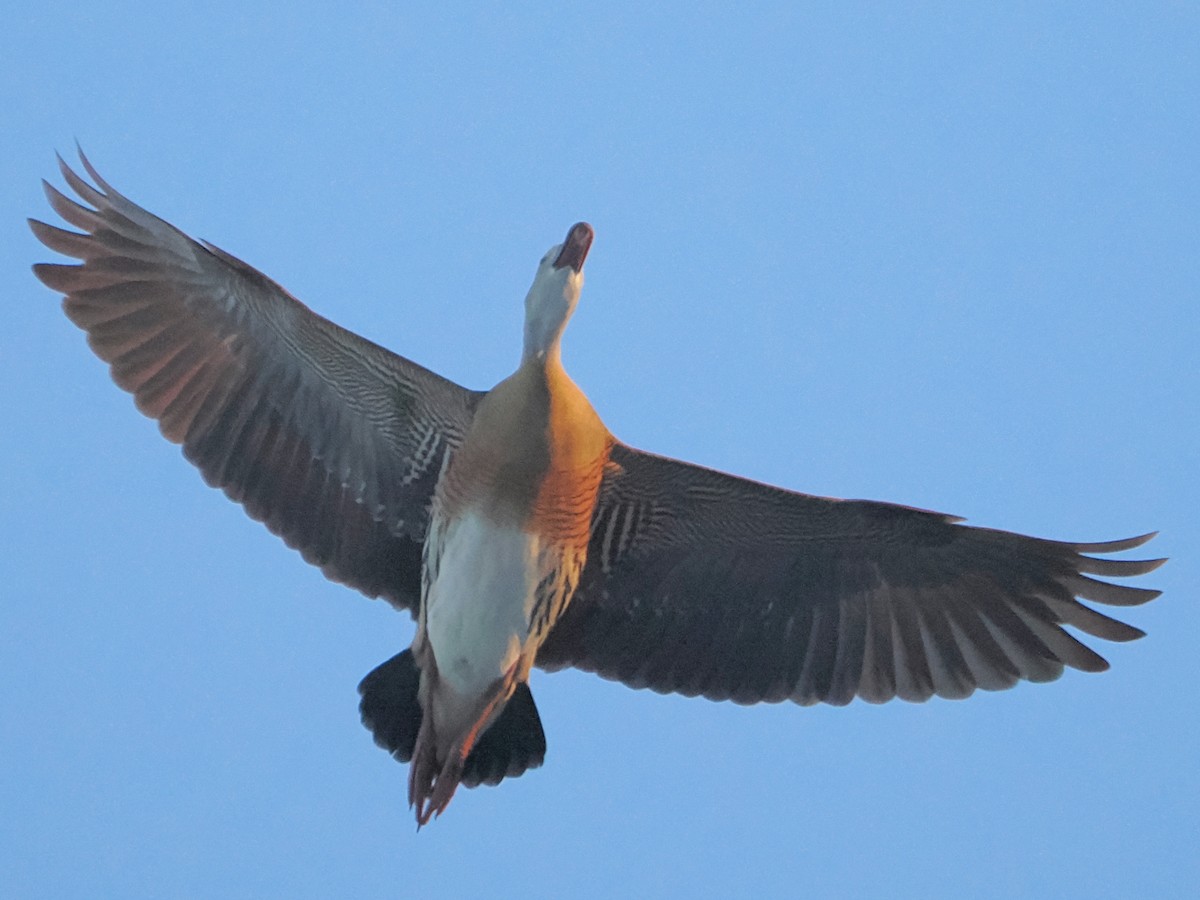 Plumed Whistling-Duck - ML646165137