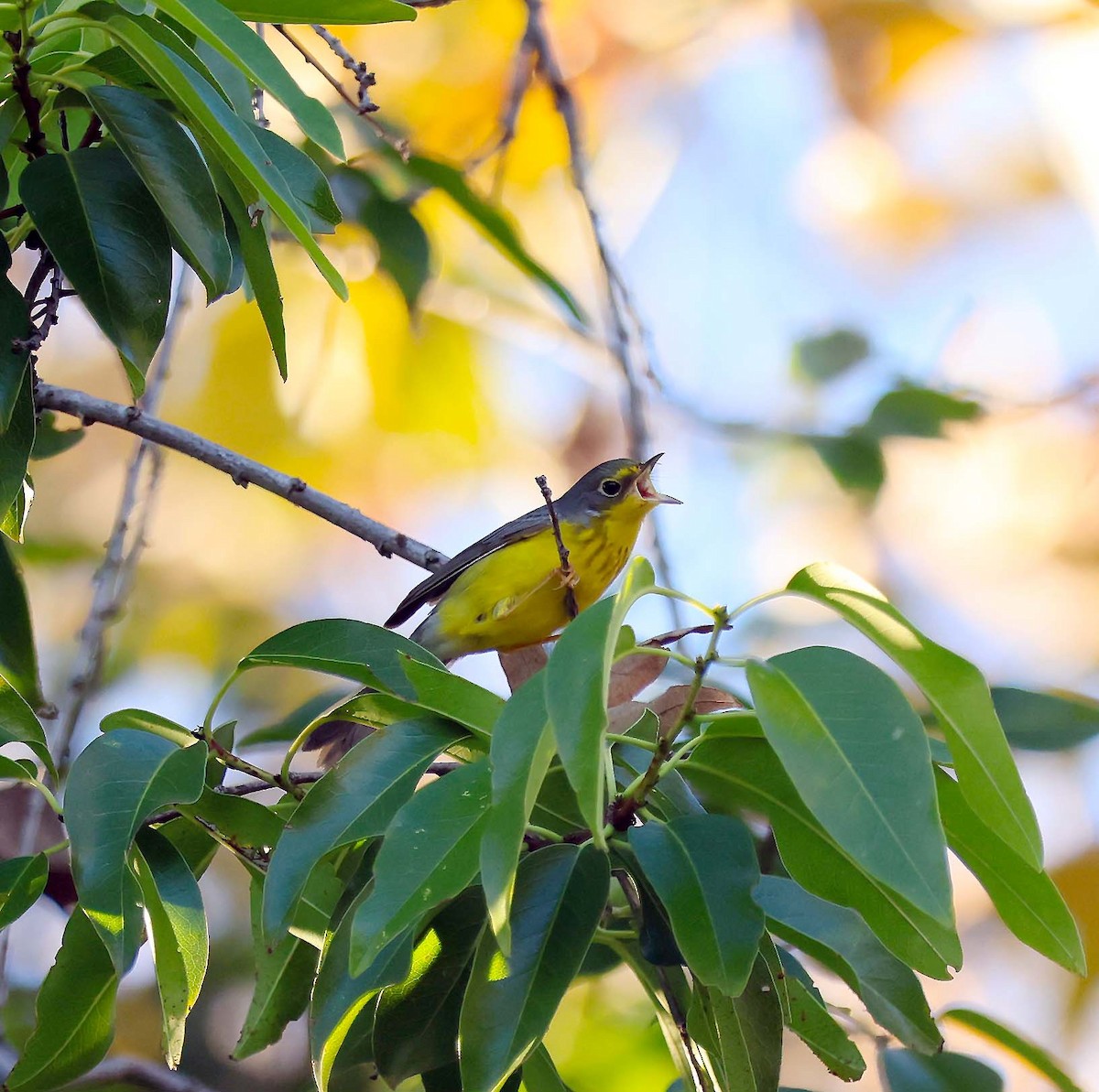 Reinita Canadiense - ML646165139