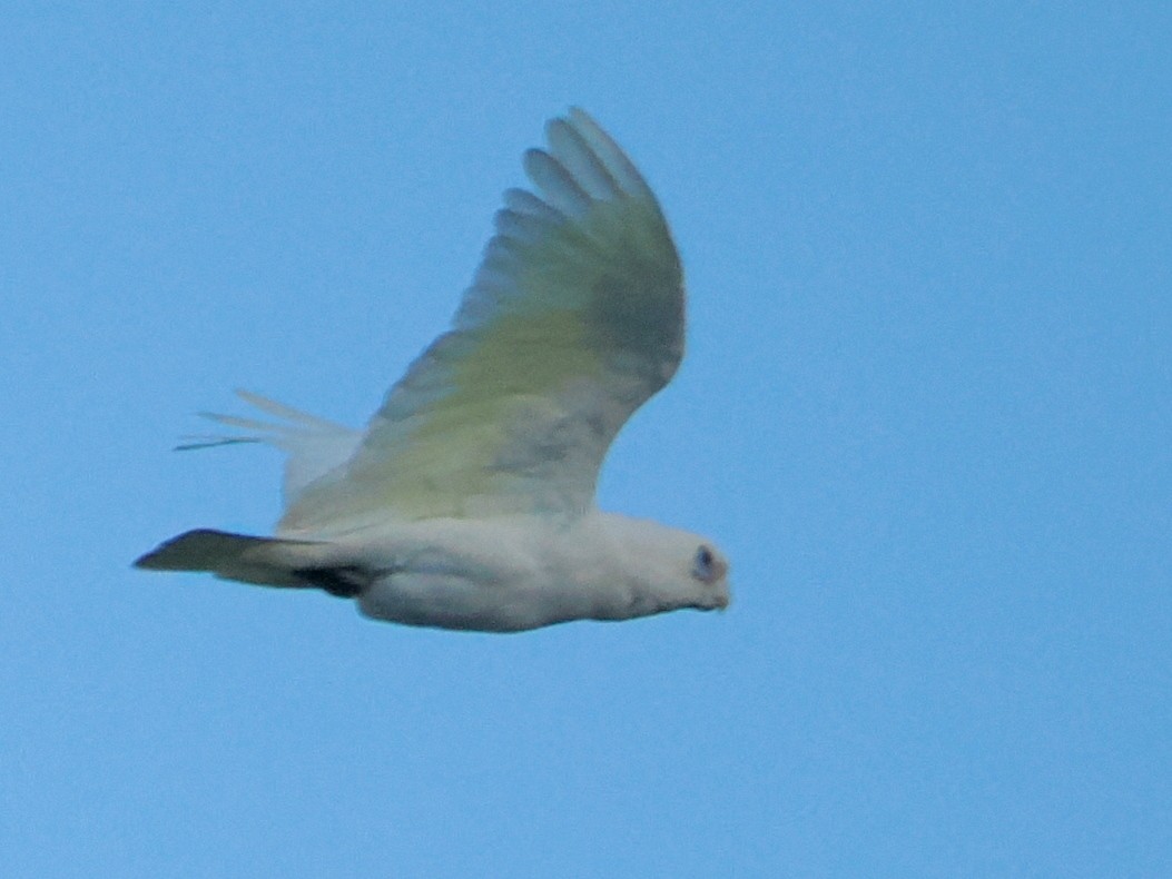Little Corella - ML646165141