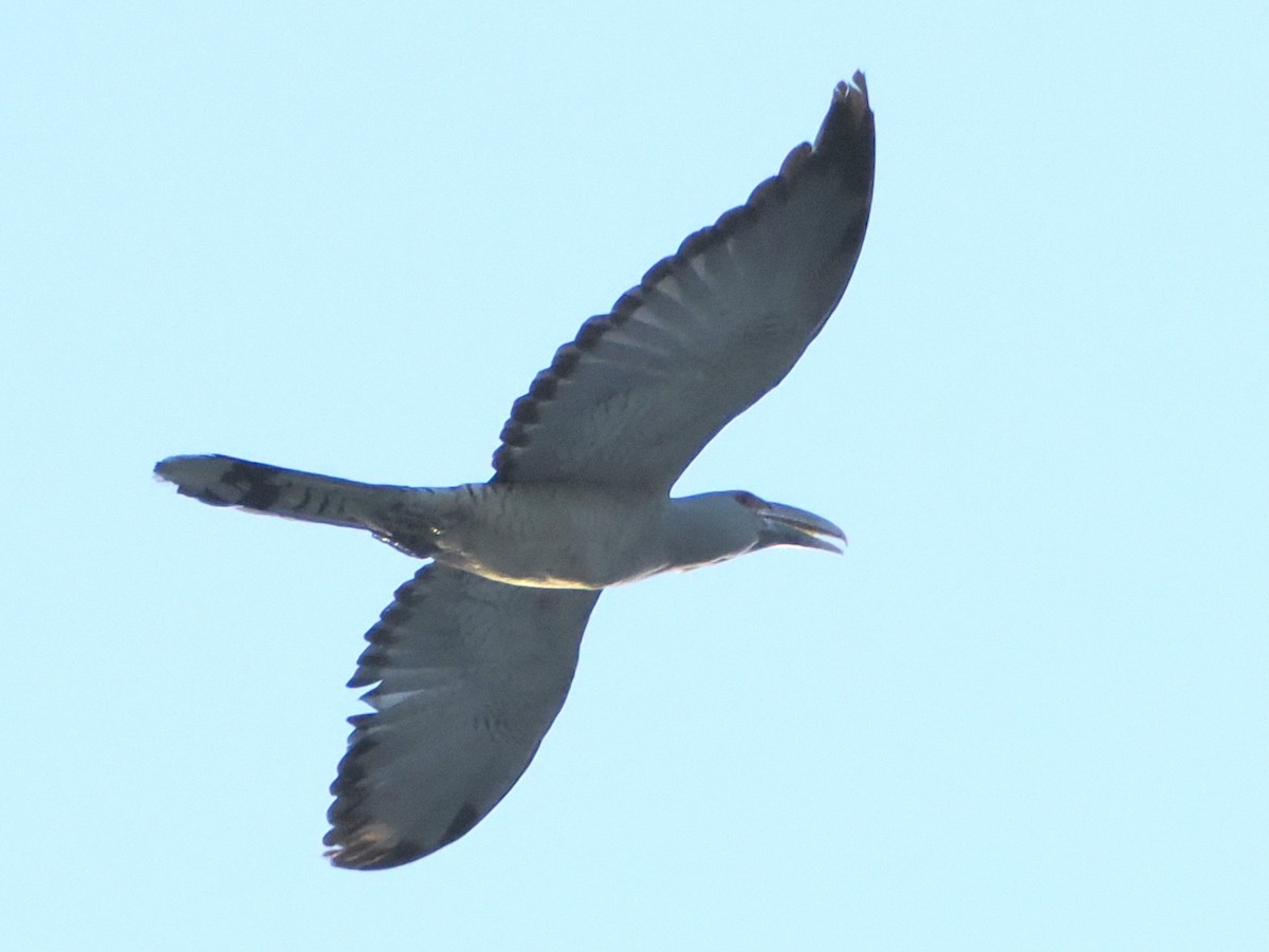 Channel-billed Cuckoo - ML646165150