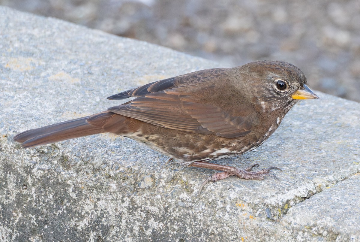Fox Sparrow - ML646165151