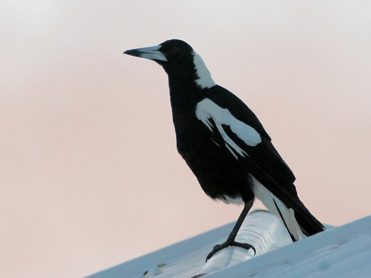 Australian Magpie - ML646165157