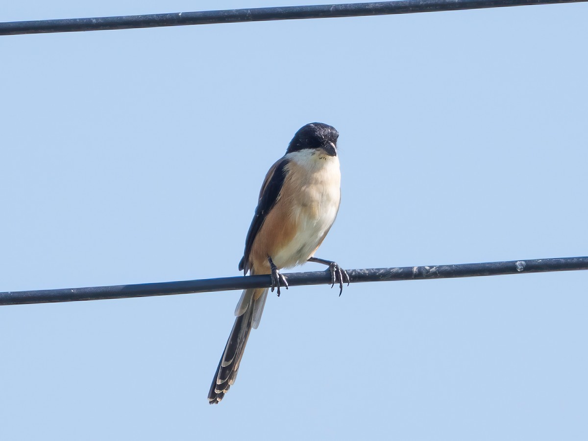 ťuhýk královský - ML646165158