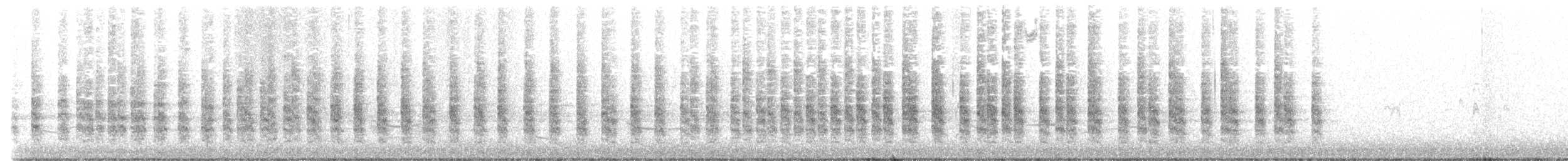chřástal kalifornský (ssp. obsoletus) - ML646165160