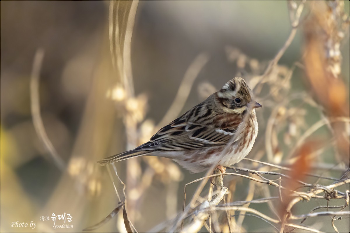 Rustic Bunting - ML646165167