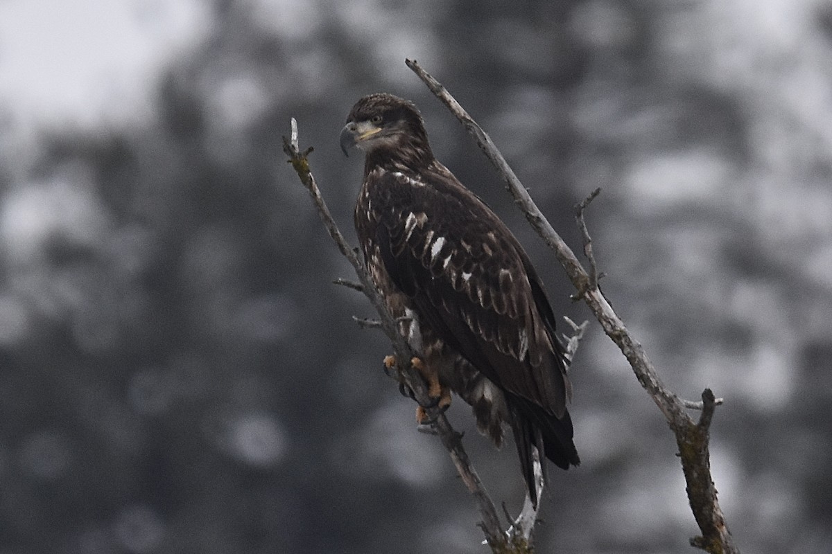 ハクトウワシ - ML646165170