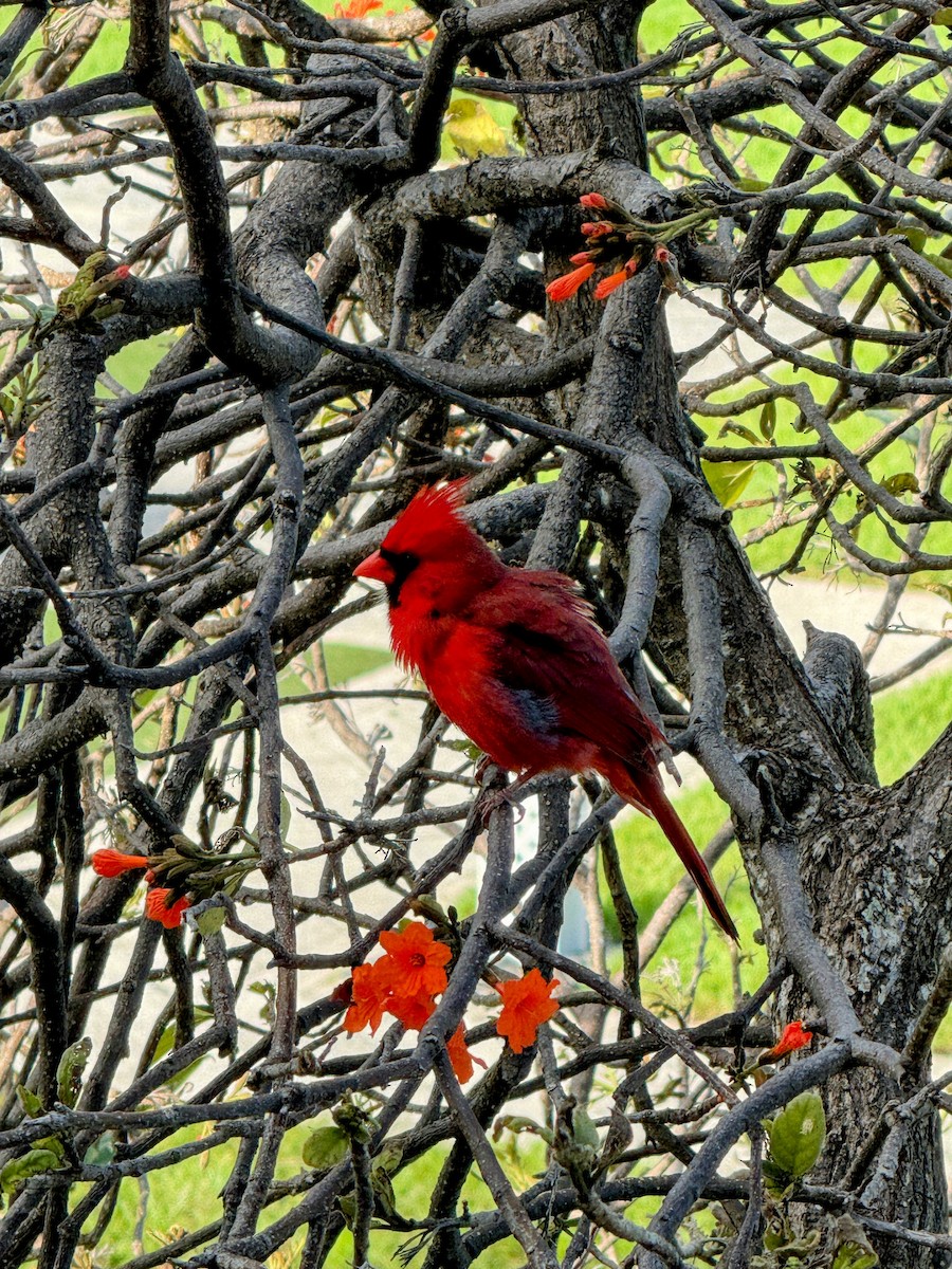 rødkardinal - ML646165171