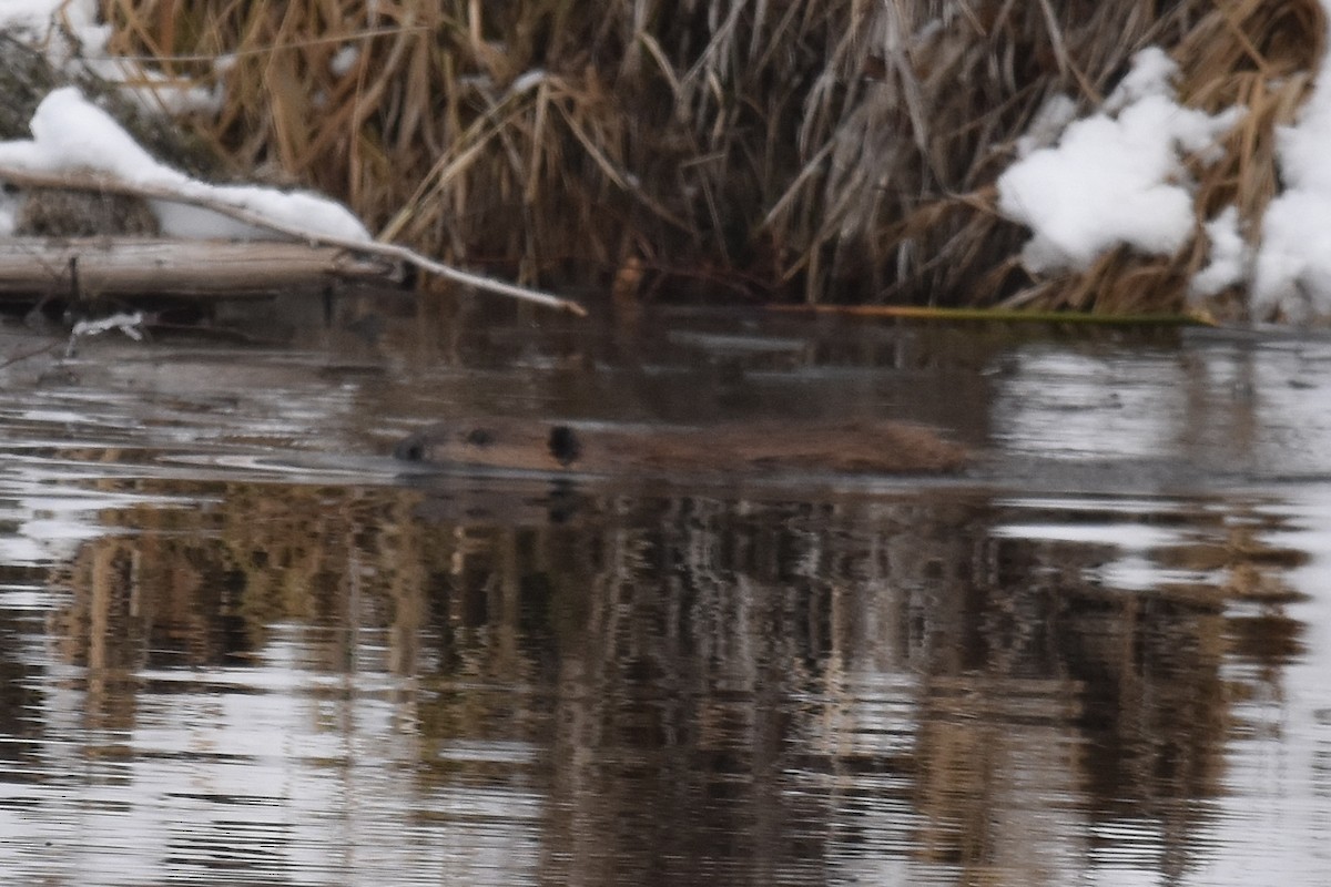 アメリカビーバー - ML646165173