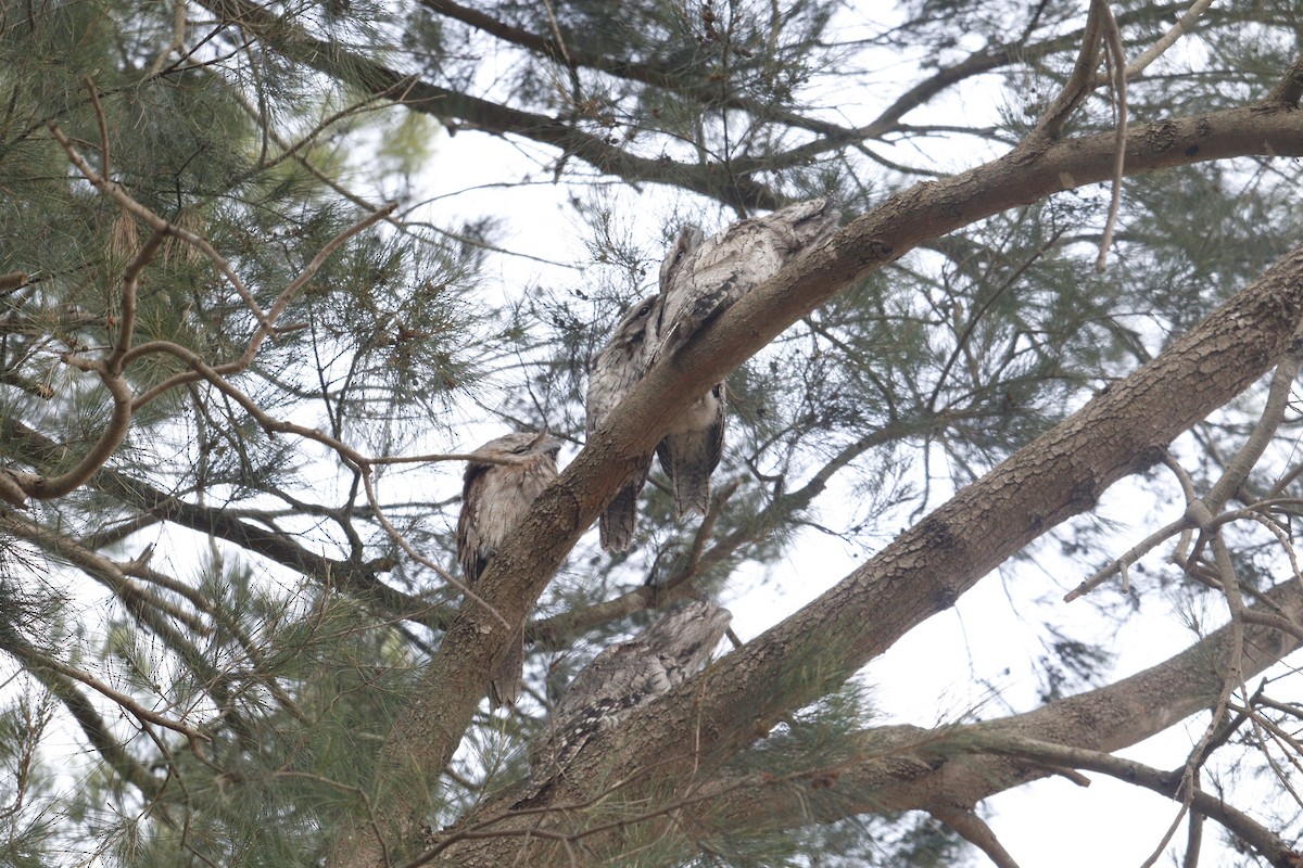 eBird Checklist - 28 Nov 2025 - Telarah - 1 species