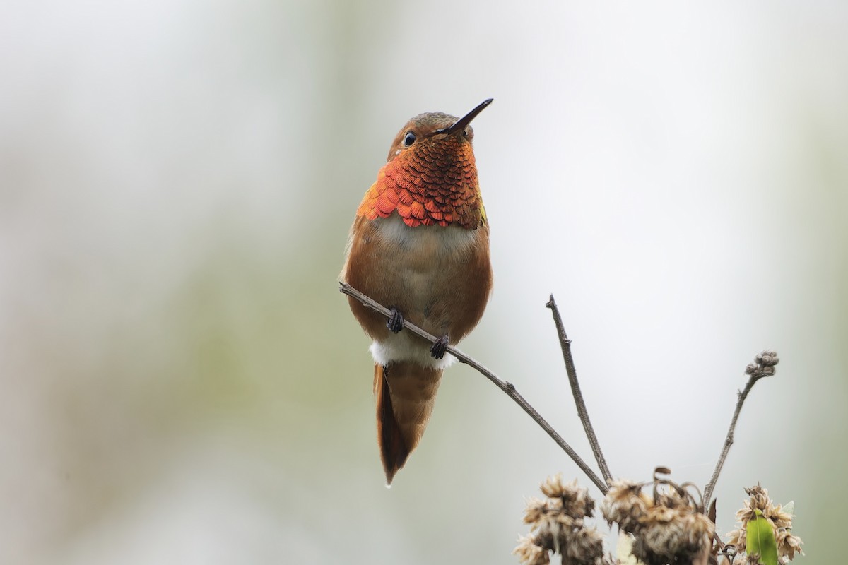 Allen's Hummingbird - ML646165177