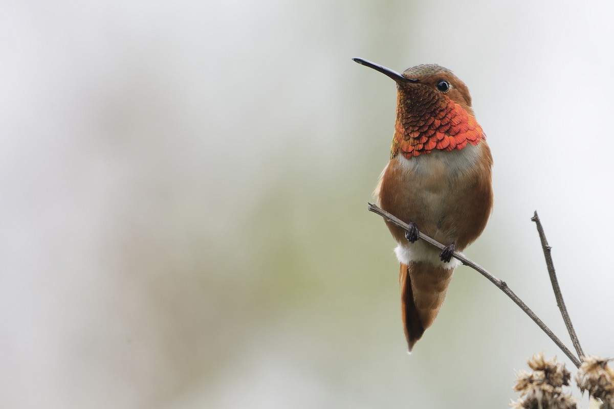 Allen's Hummingbird - ML646165178