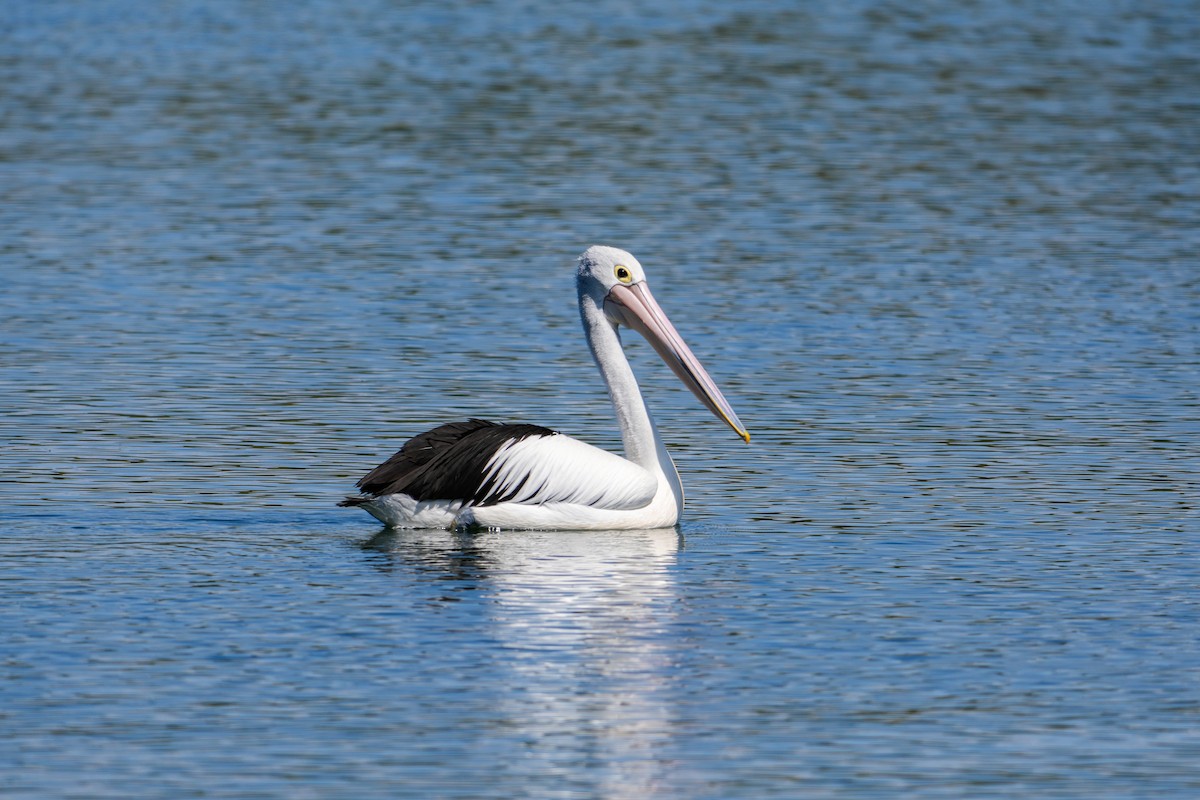 Australian Pelican - ML646165181