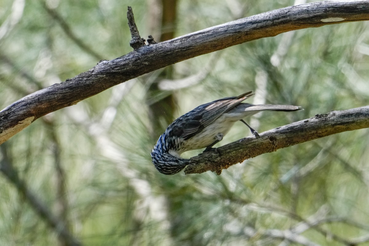 Striped Honeyeater - ML646165182