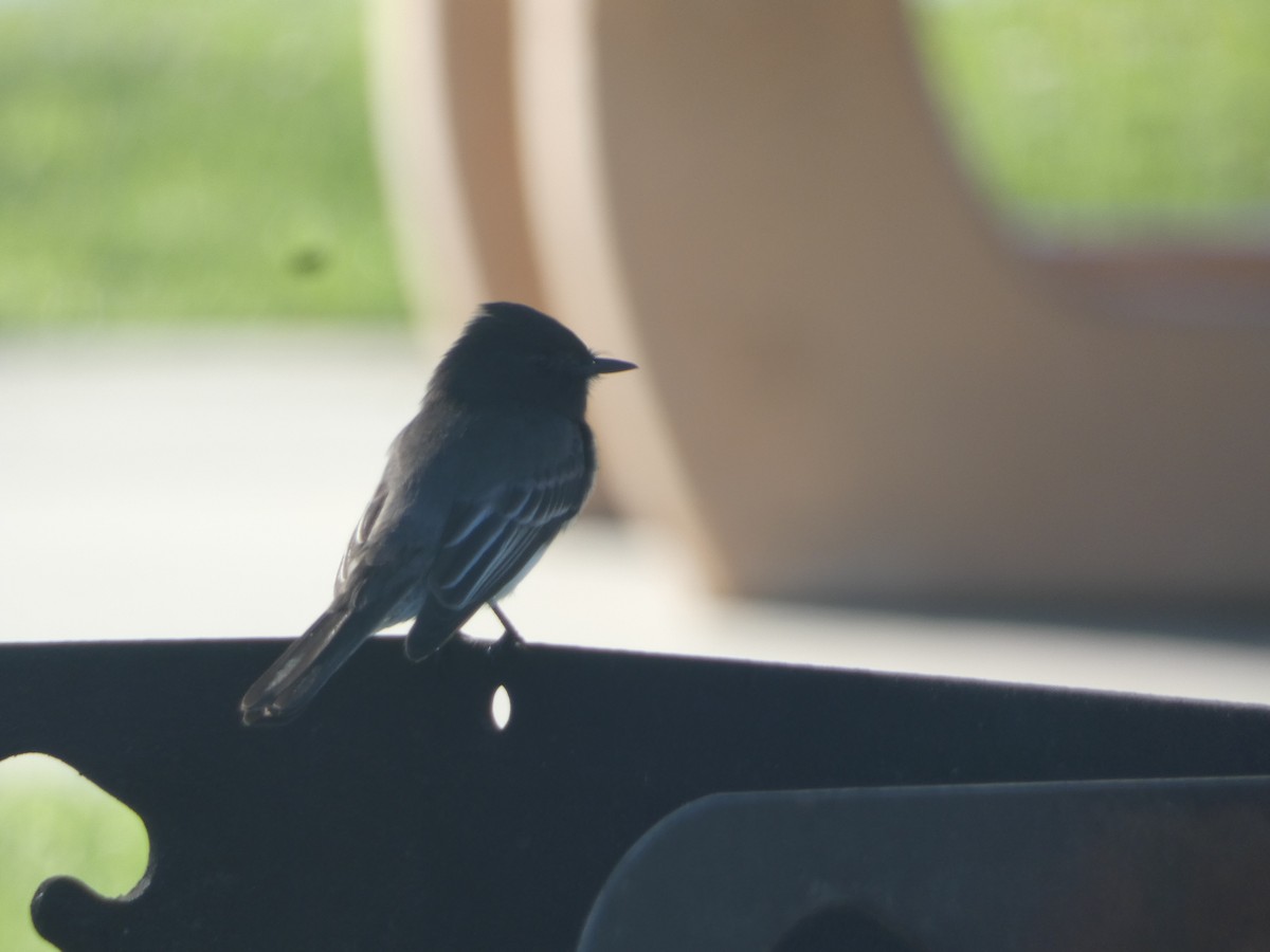 Black Phoebe - ML646165183