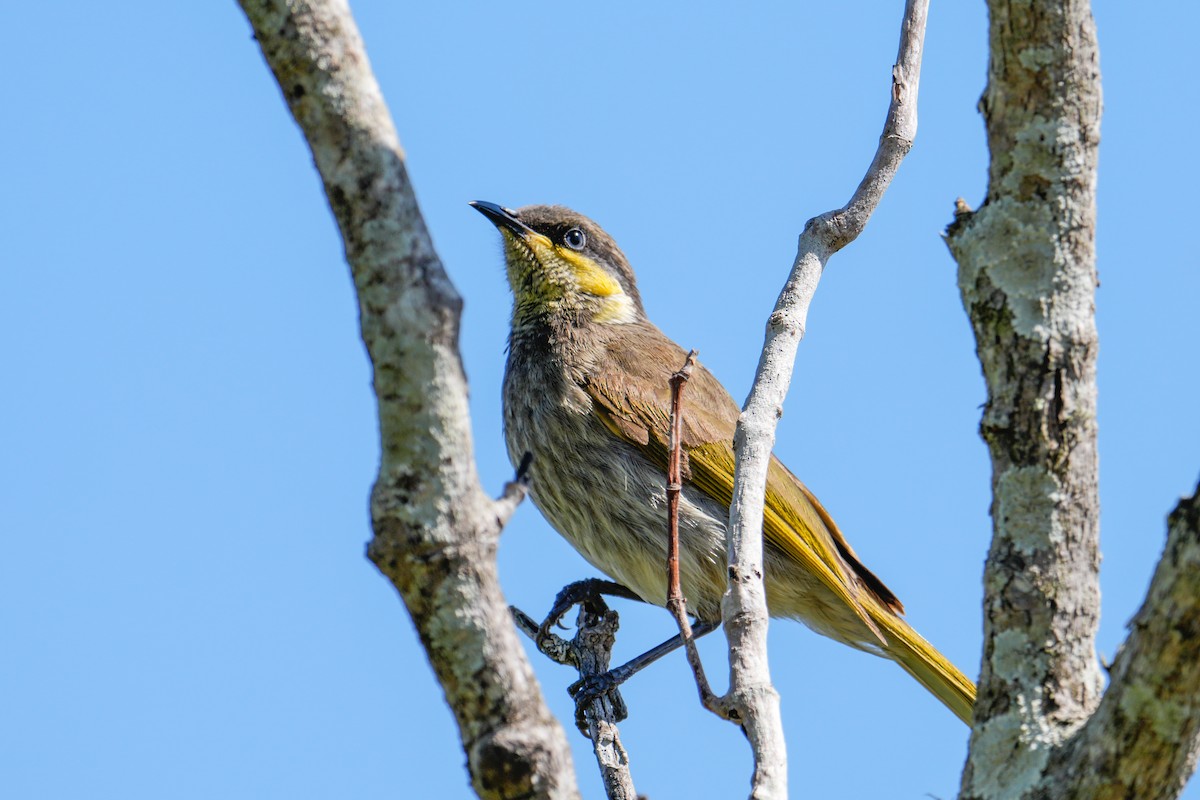 Mangrove Honeyeater - ML646165184