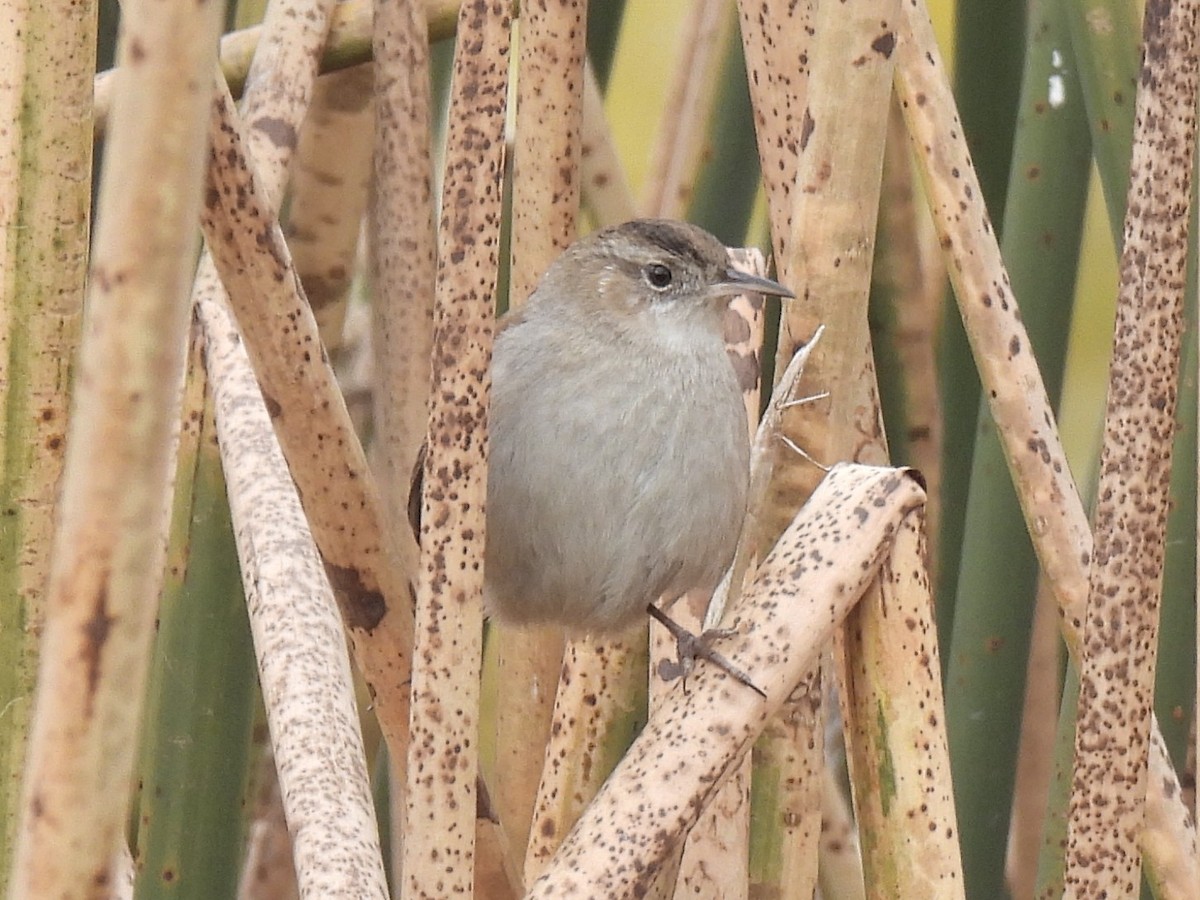 Marsh Wren - ML646165185