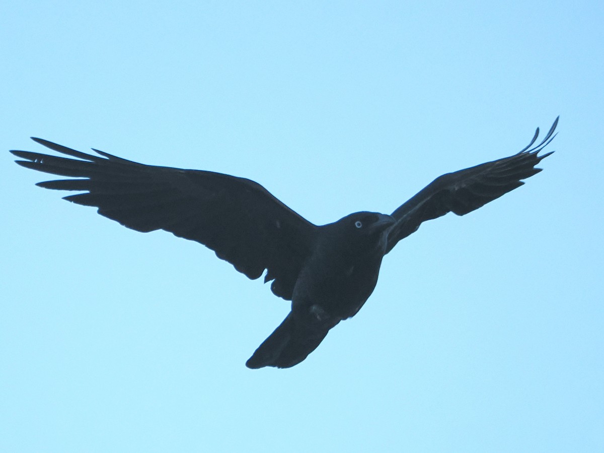 Torresian Crow - ML646165186