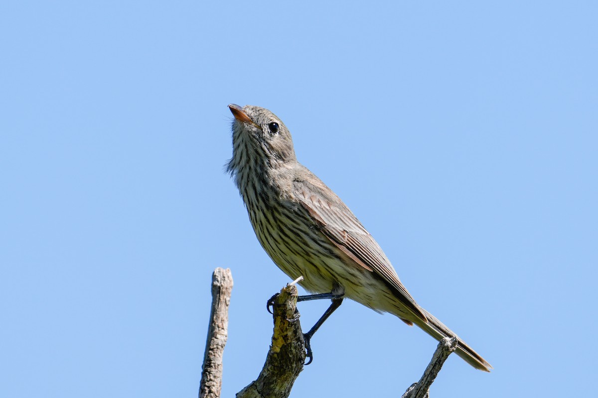 Rufous Whistler - ML646165187