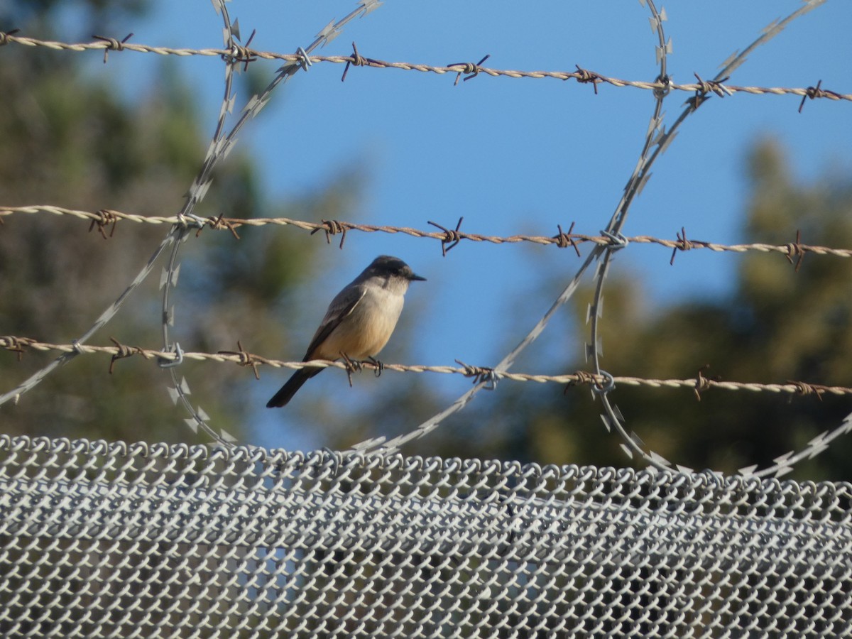 Say's Phoebe - ML646165188