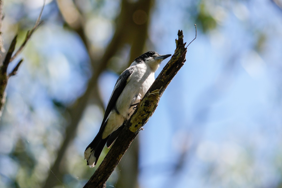 Gray Butcherbird - ML646165189