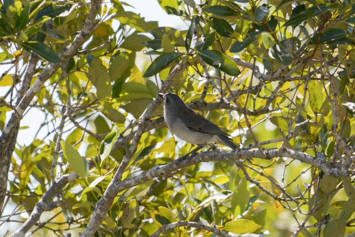Gray Shrikethrush - ML646165191