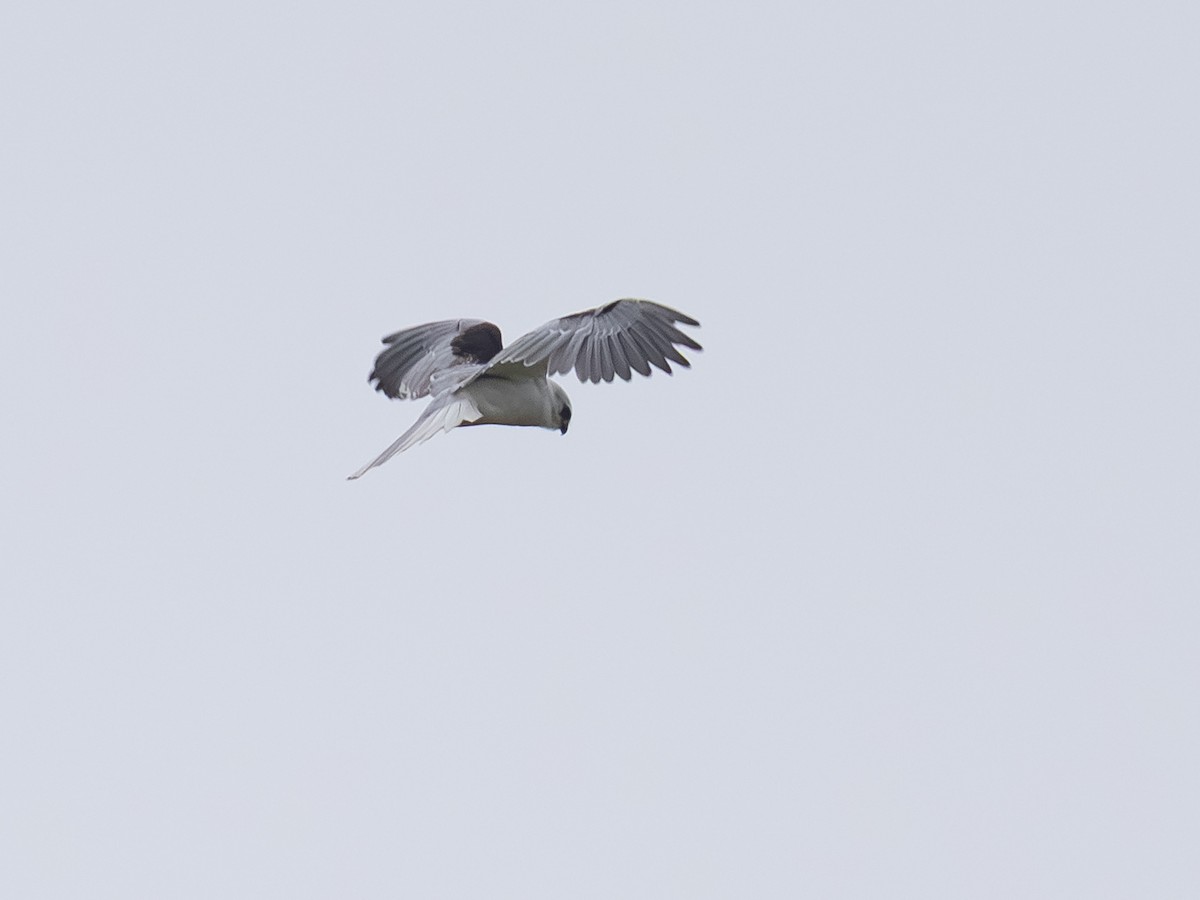 White-tailed Kite - ML646165192