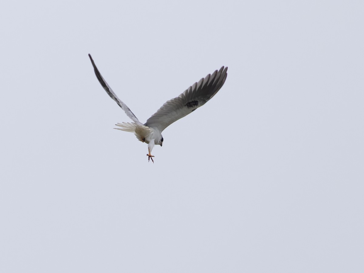 White-tailed Kite - ML646165193