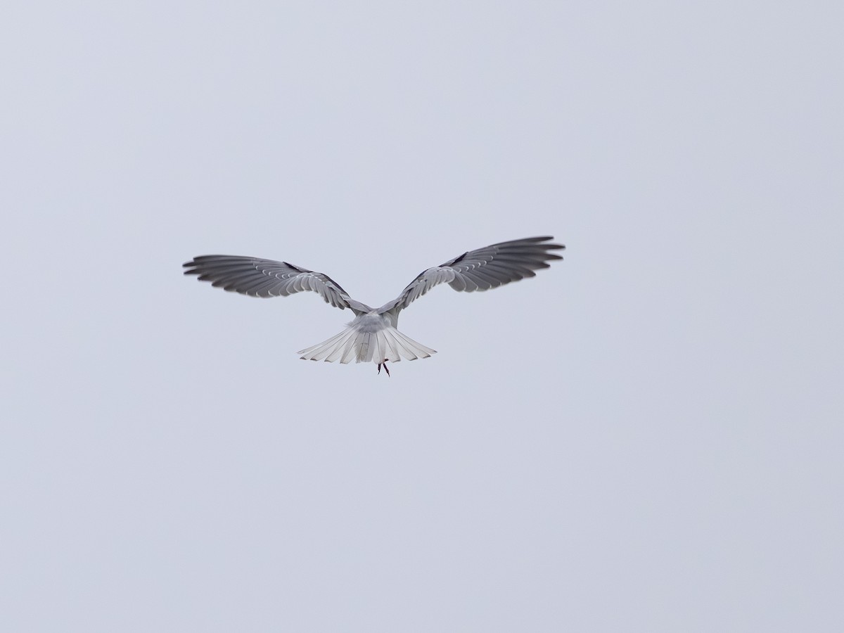 White-tailed Kite - ML646165194