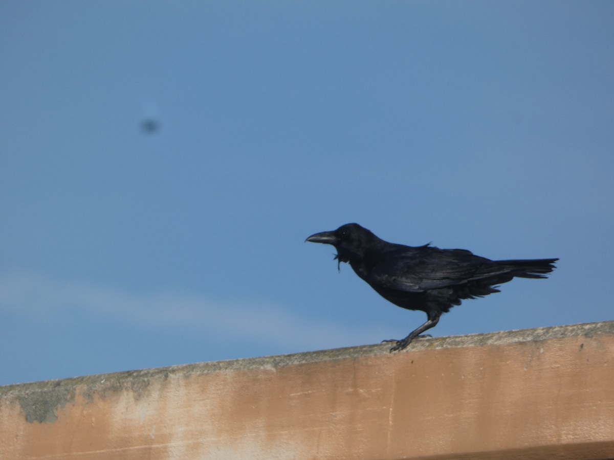 Common Raven - ML646165196