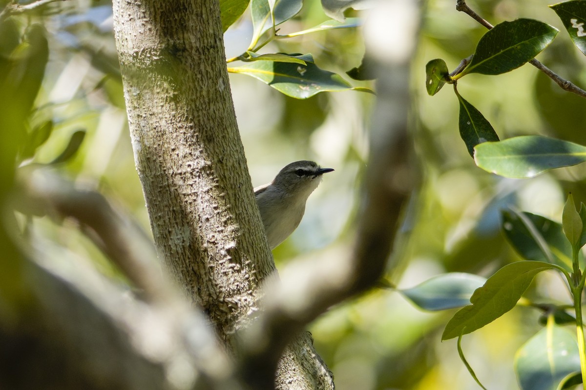 Mangrove Gerygone - ML646165197