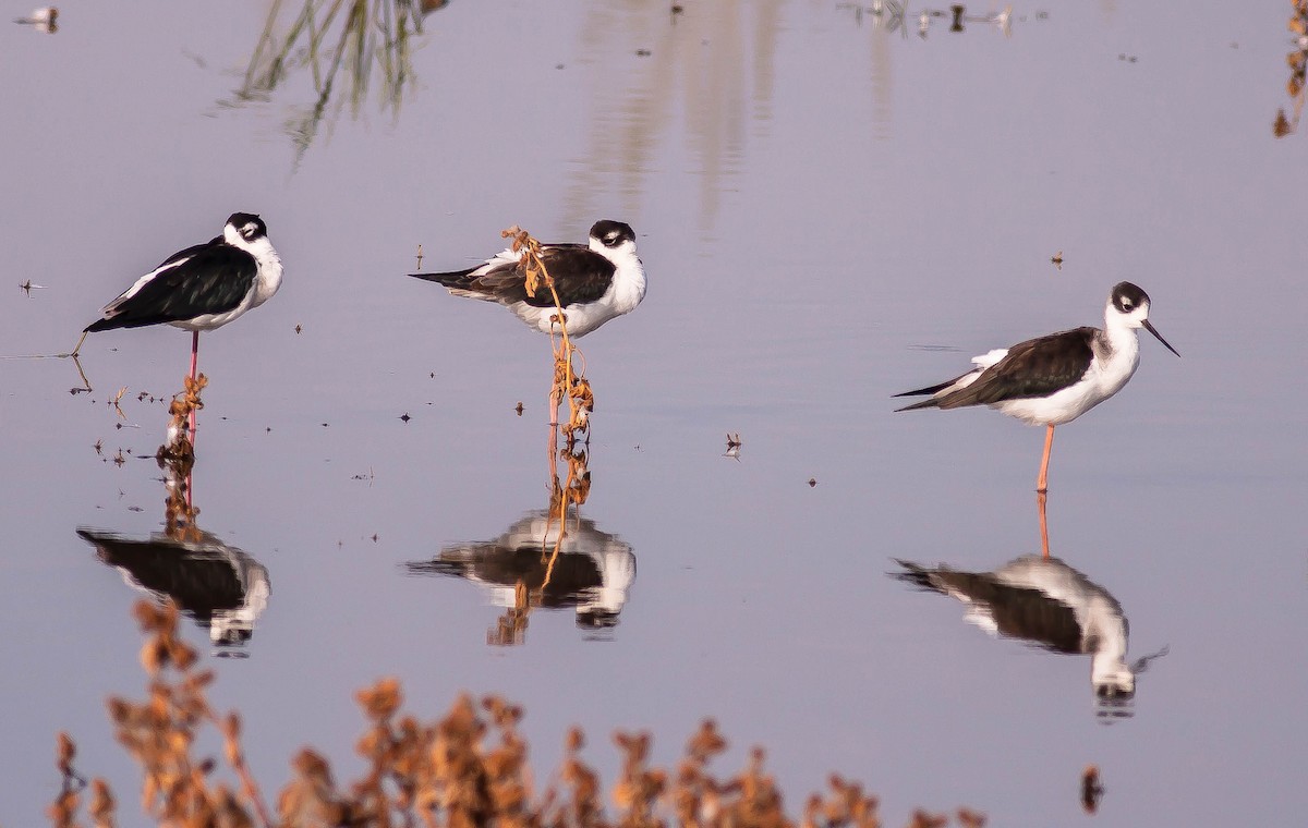 Black-necked Stilt - ML646165198