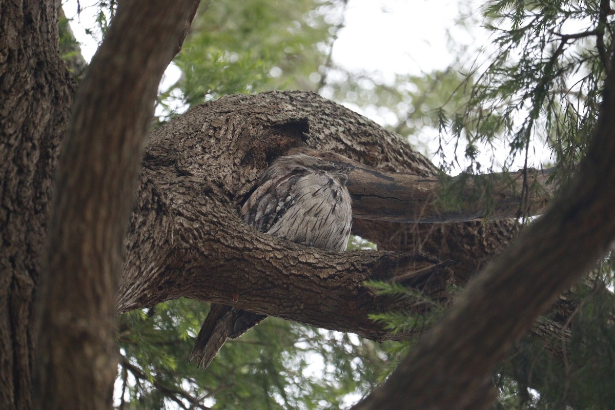 Tawny Frogmouth - ML646165199