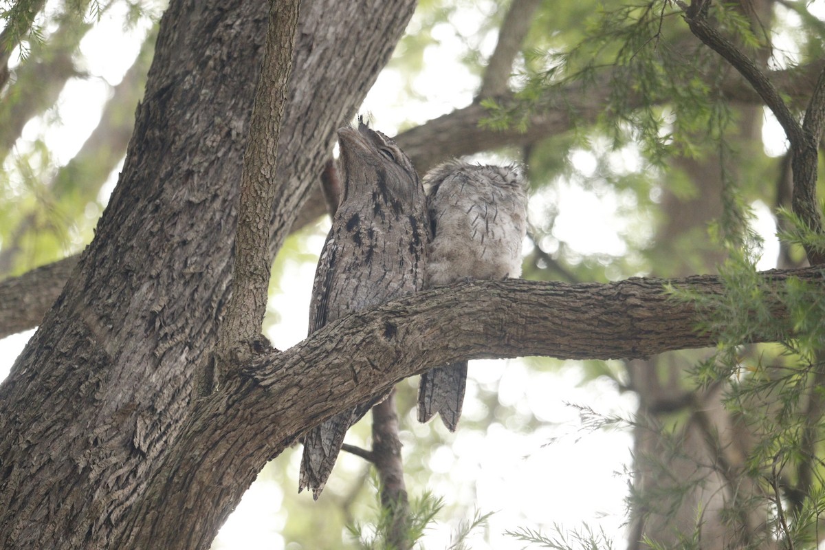 Tawny Frogmouth - ML646165200