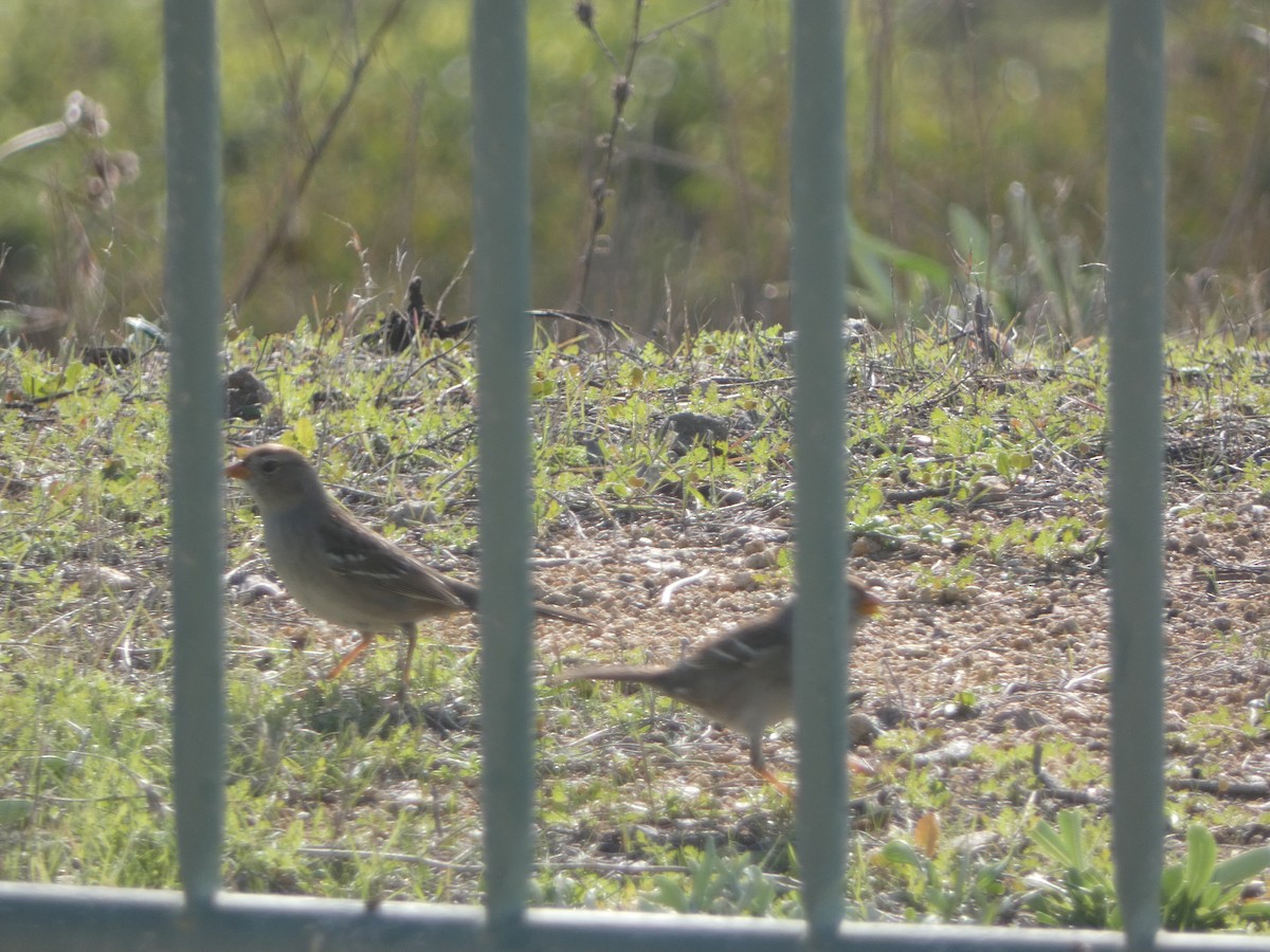 White-crowned Sparrow - ML646165201