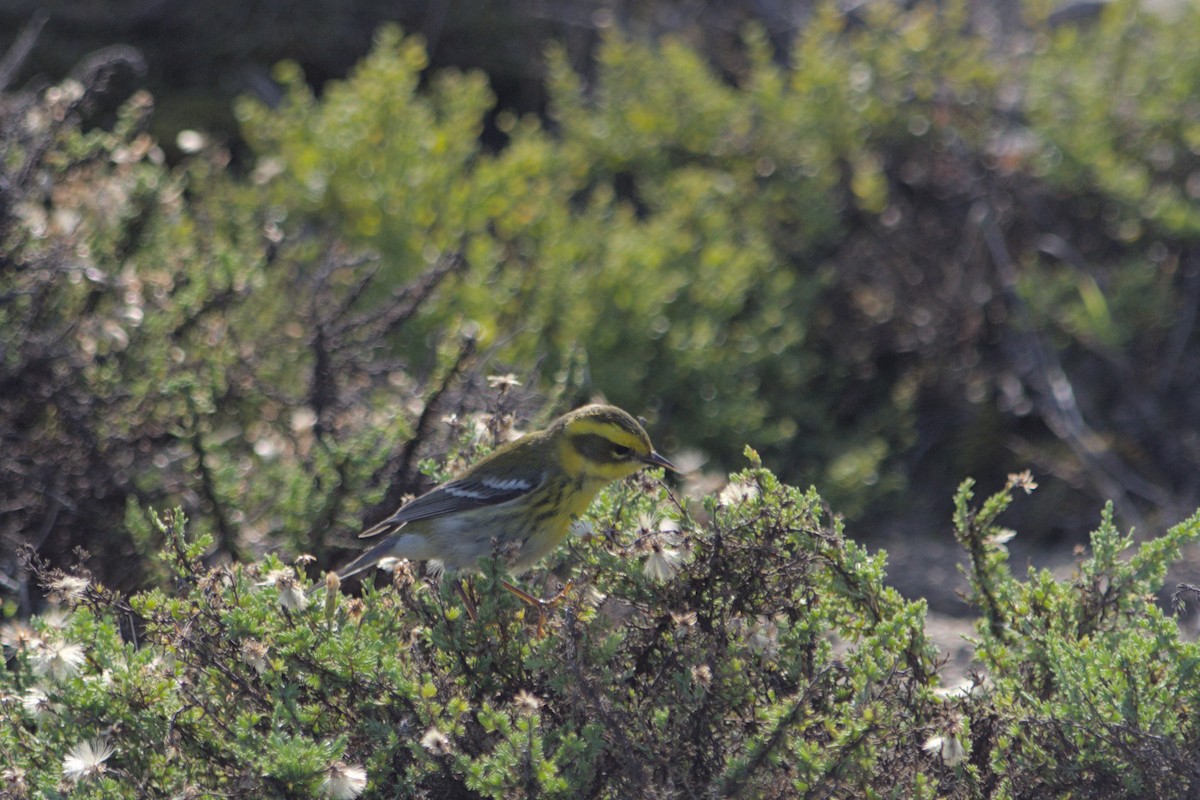 Townsend's Warbler - ML646165202