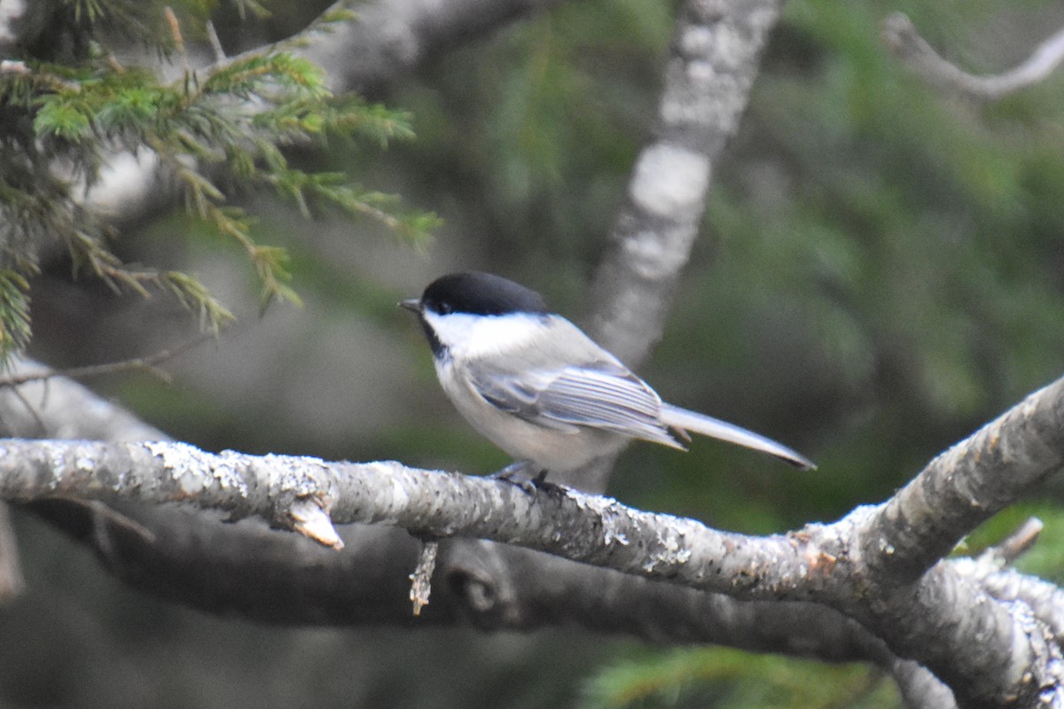 Black-capped Chickadee - ML646165203