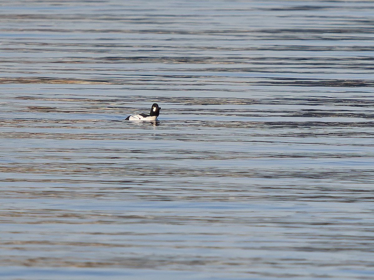 Common x Barrow's Goldeneye (hybrid) - ML646165204