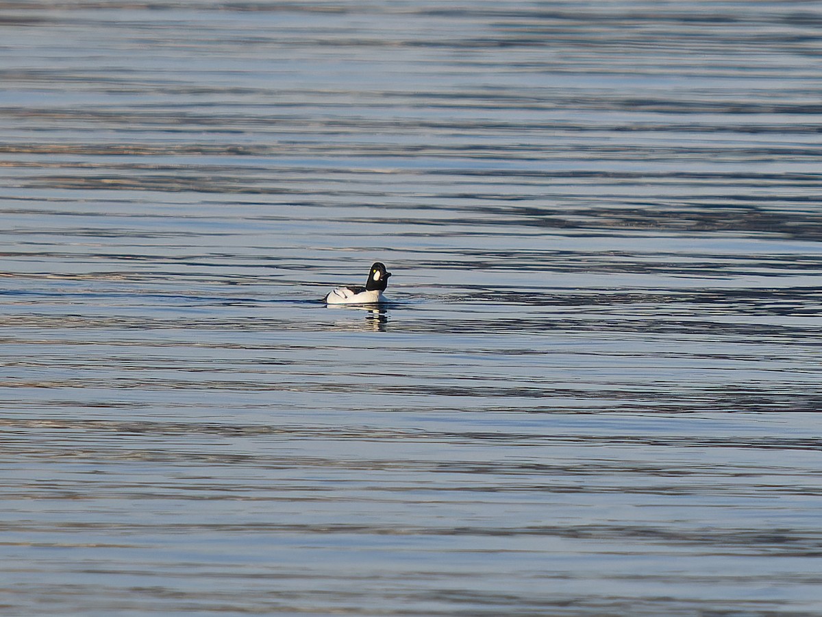 Common x Barrow's Goldeneye (hybrid) - ML646165207