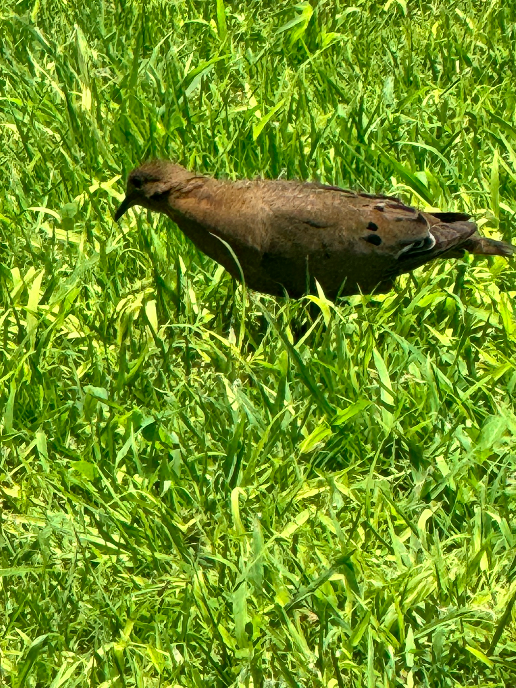 Zenaida Dove - ML646165208