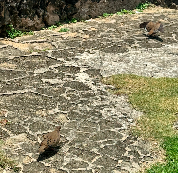 Zenaida Dove - ML646165209