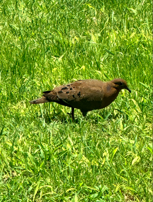 Zenaida Dove - ML646165210