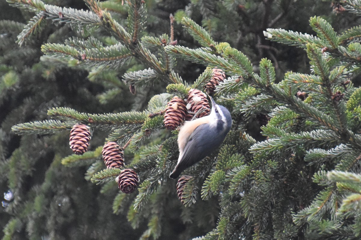 Red-breasted Nuthatch - ML646165211