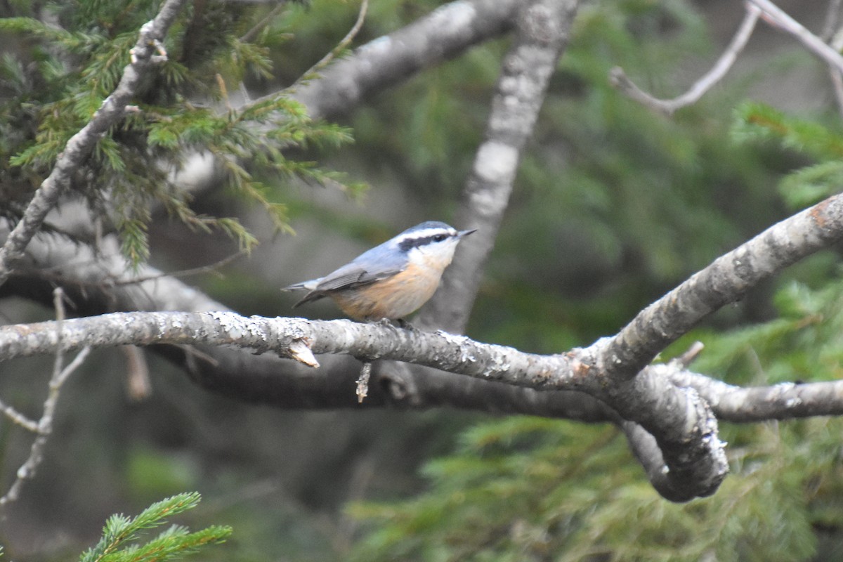 Red-breasted Nuthatch - ML646165212