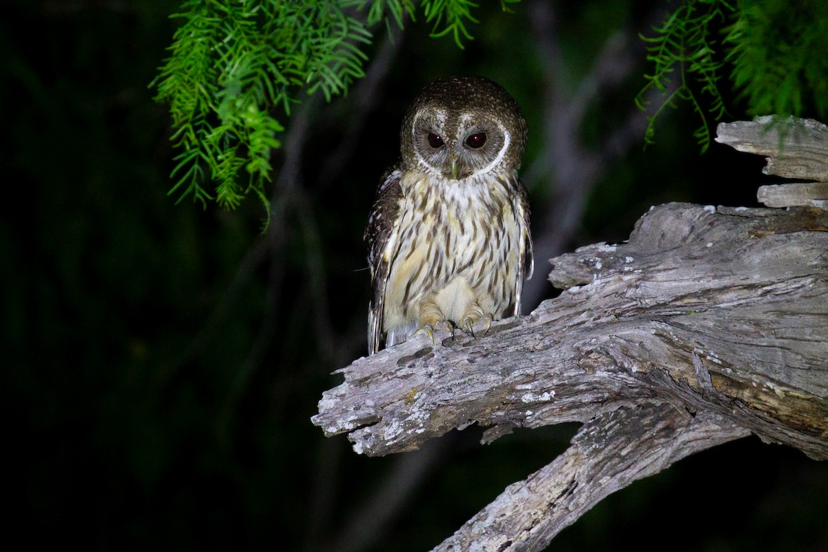 Mottled Owl - ML646165215