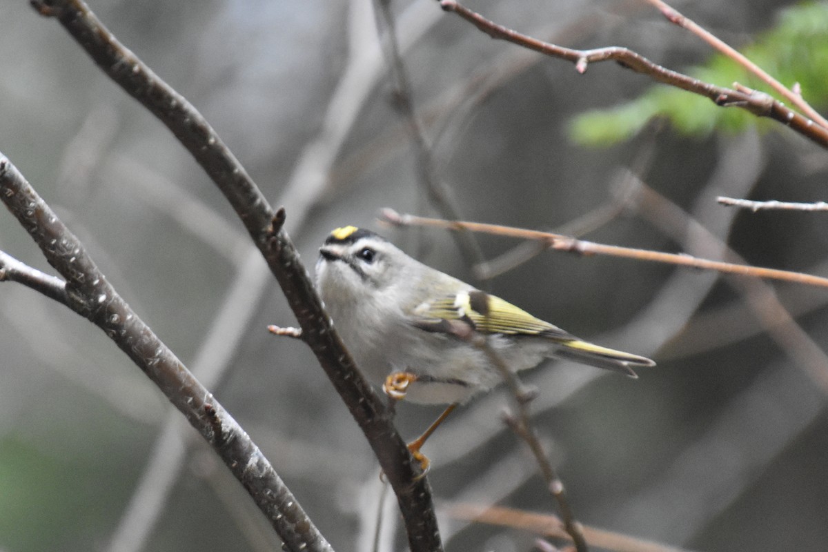 Golden-crowned Kinglet - ML646165216