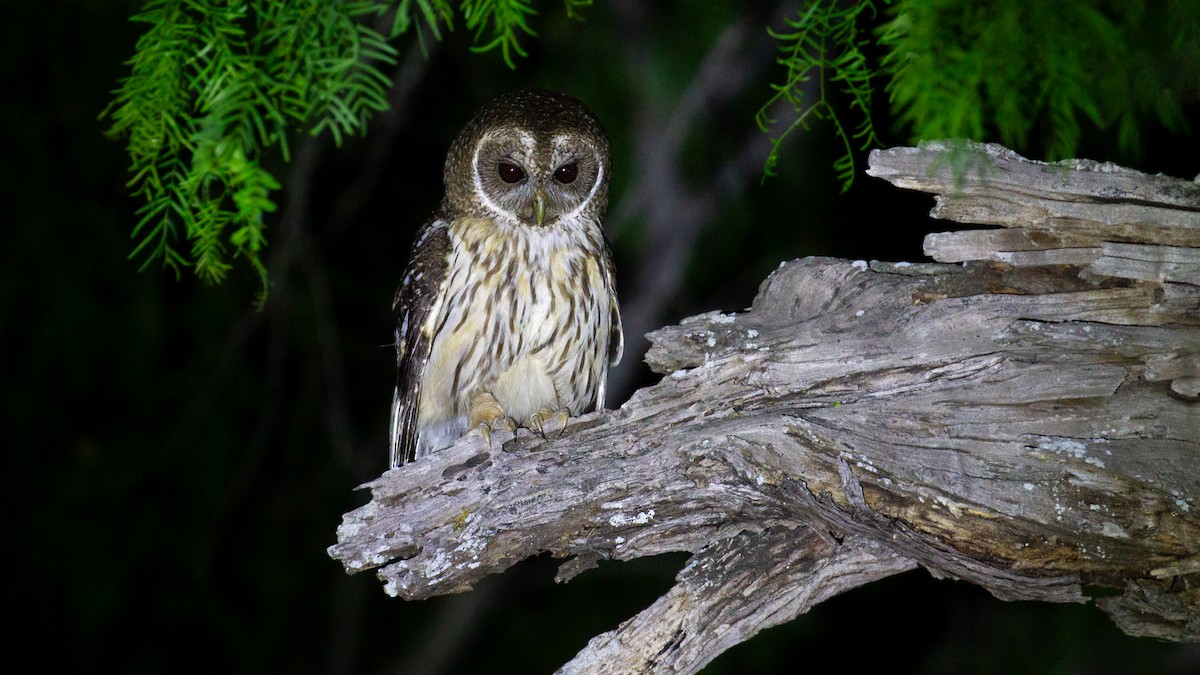 Mottled Owl - ML646165217